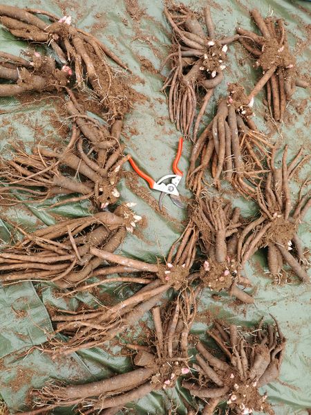 Naše prostokořenné pivoňky připravené k odeslání (Carnation Bouquet)