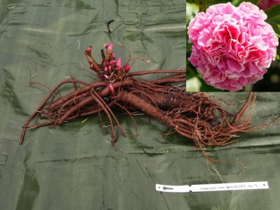 Carnation Bouquet