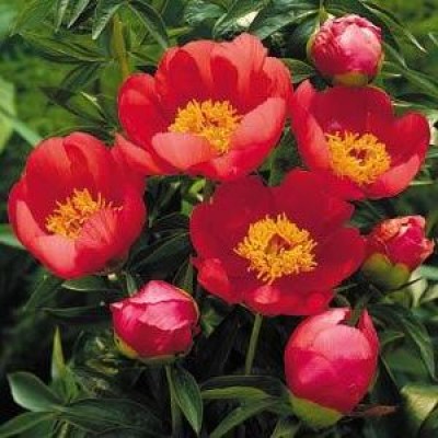 Garden Peony – Page 2 – De Vroomen Garden Products