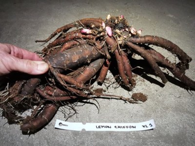 IMG_20251108_181627_result