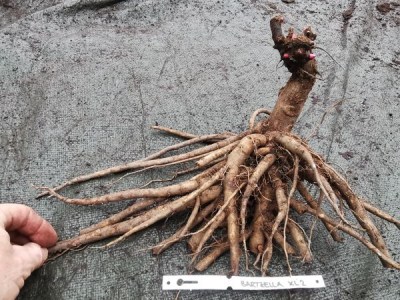 IMG_20251114_150801_result