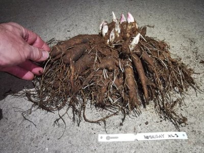 IMG_20251116_212049_result