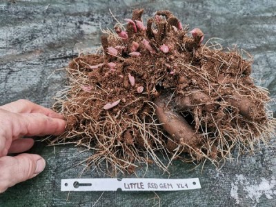 IMG_20251124_151400_result