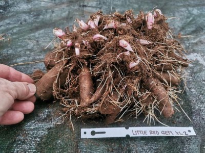 IMG_20251124_151457_result