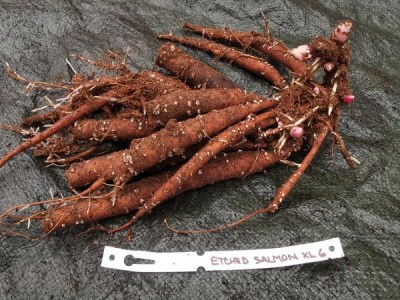 IMG_20251125_131821_result