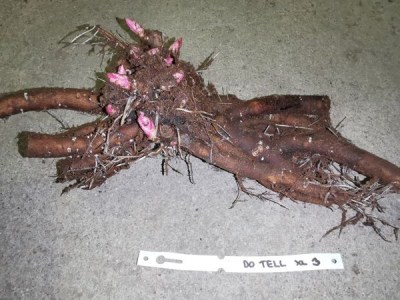 IMG_20251126_204619_result