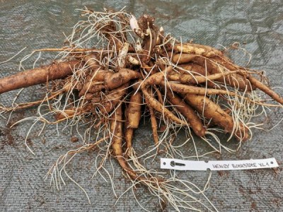 IMG_20251127_131545_result