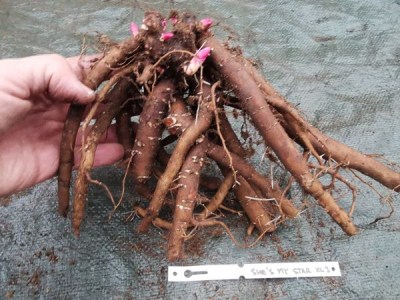 IMG_20251127_154554_result2