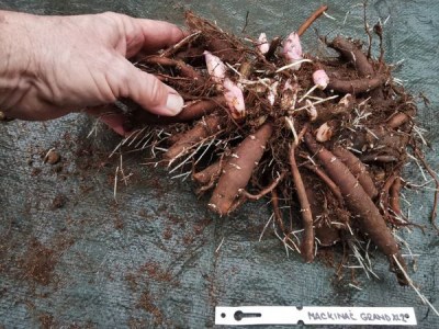 IMG_20251127_154818_result