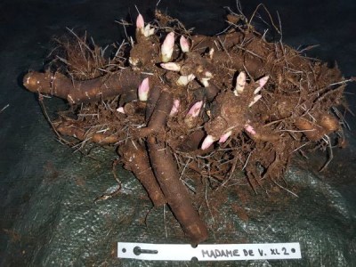 Madame de Verneville