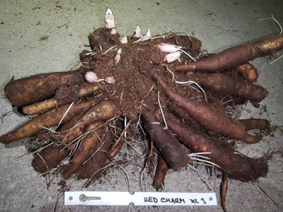 IMG_20251129_171635_result