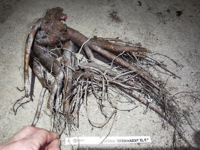 IMG_20251204_173632_result