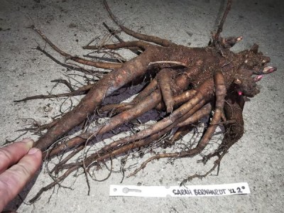 IMG_20251204_173654_result