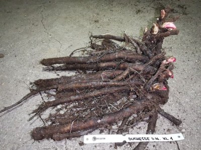 IMG_20251204_200446_result