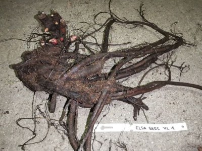 IMG_20251205_211029_result