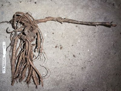 IMG_20251212_172634_result