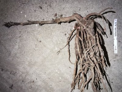 IMG_20251212_172909_result7