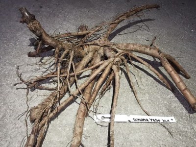 IMG_20251229_130516_result