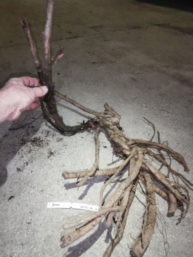 IMG_20251229_152358_result