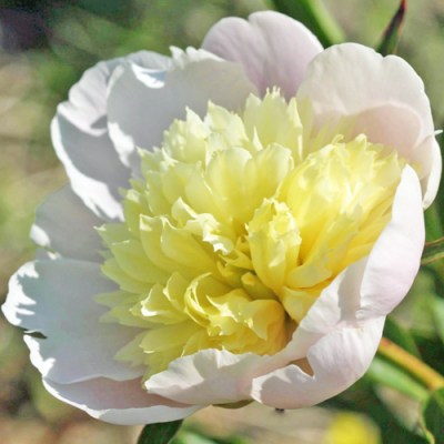 Peony-Primevere