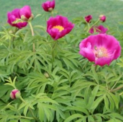 Garden Peony – Page 2 – De Vroomen Garden Products