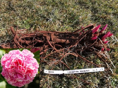 Carnation Bouquet