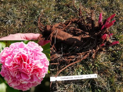 Carnation Bouquet