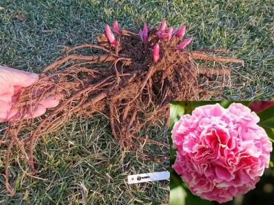 Carnation Bouquet