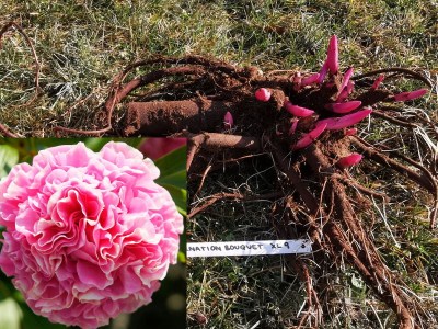 Carnation Bouquet