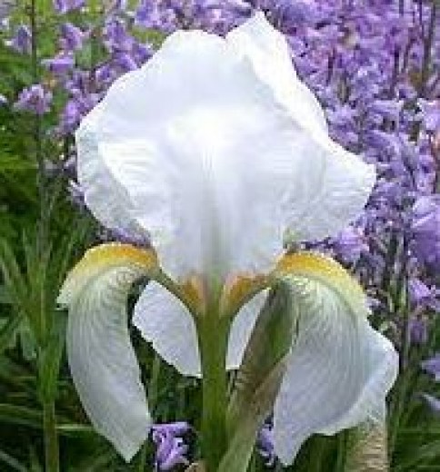 Bearded Iris Colors  Shop Bearded Iris by Color Blue Iris – Schreiner's  Gardens